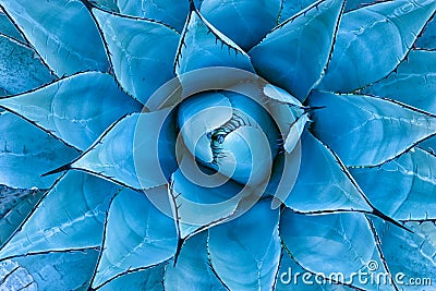 Blue Agave Plant Stock Photo