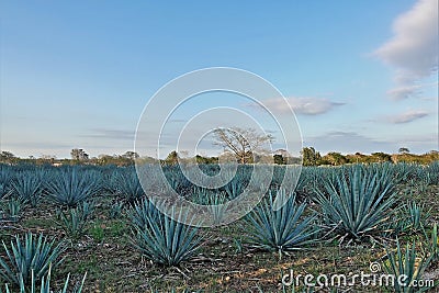 Blue agave plantation in mexico. Sunny day. On the field are even rows of bluish plants Stock Photo