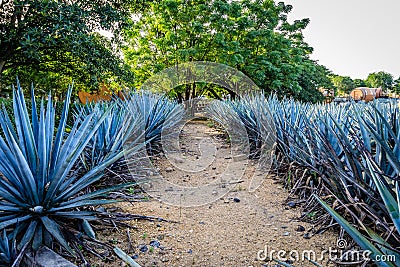 Blue agave plants in a row and some bright green trees in the background Stock Photo