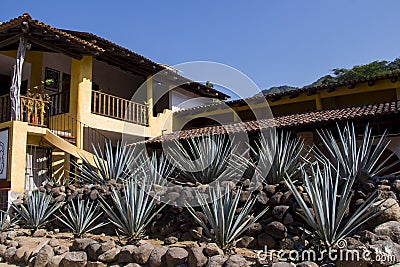 Tequila Factory with agave plants Stock Photo
