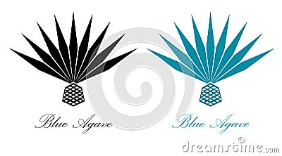 Blue agave or tequila agave plant. Agave logo design Vector Illustration