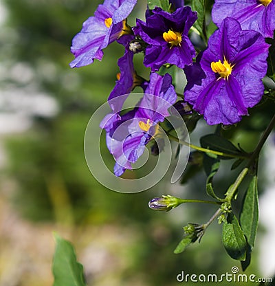 Blue anagallis flower Stock Photo