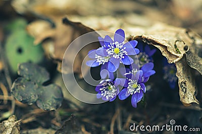 Blue Anemone hepatica or Hepatica nobilis, first flower of Spring Stock Photo