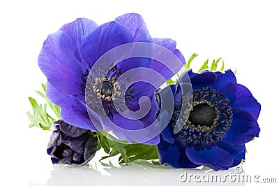 Blue Anemones Stock Photo