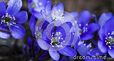 Blue anemones Stock Photo
