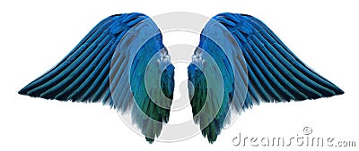 Blue angel wing Stock Photo