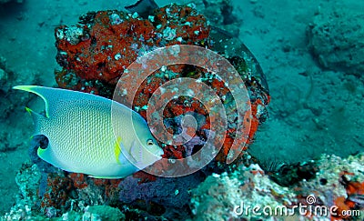 Blue Angelfish - Coral Reef Stock Photo