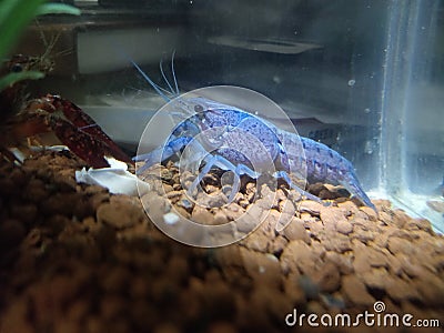 Blue aqurium lobster Stock Photo