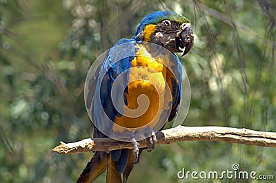 Blue ara. The Ara macaws are large striking parrots with long tails Stock Photo