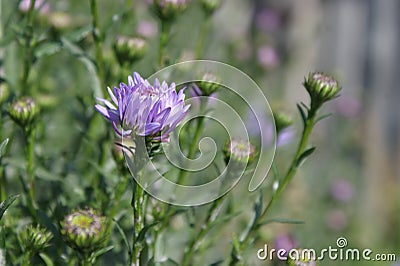 Blue aster Stock Photo
