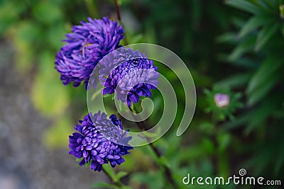 Blue aster flower. Blue flower background. Content plants and flowers. Stock Photo