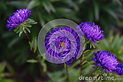 Blue aster flower. Blue flower background. Content plants and flowers. Stock Photo
