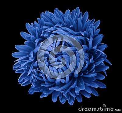 Blue Aster flower on the black isolated background with clipping path. Flower for design, texture, postcard, wrapper. Closeup. Stock Photo