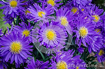 Blue aster flowers Stock Photo