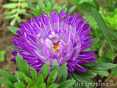 Blue asters Gray-haired lady close up Stock Photo