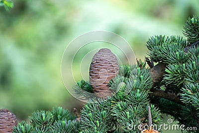 Blue Atlas Cedar Cedrus Atlantica Cone Stock Photo