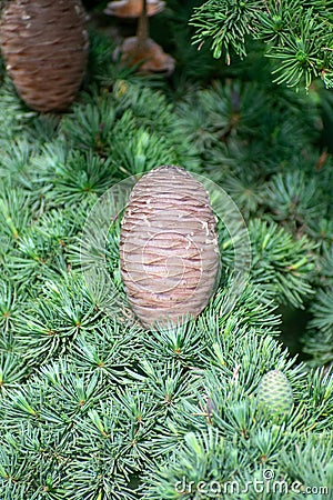 Blue Atlas Cedar Cedrus Atlantica Cone Stock Photo