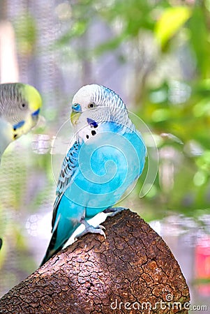 Blue Australian Budgerigar, Budgie Stock Photo