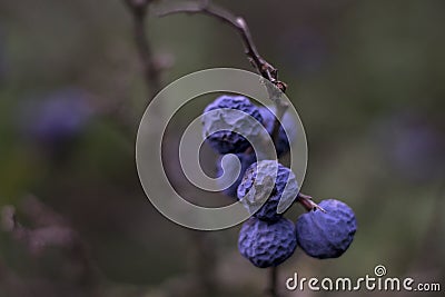 Blue autumn berries. Wild thorns. Stock Photo