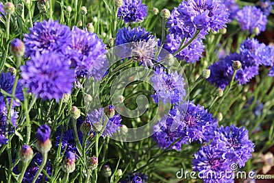 Blue bachelor button flowers Stock Photo