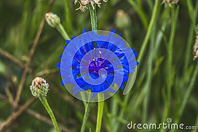 Blue Bachelor's Button Cornflower Blooming Macro Stock Photo