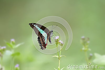 A butterfly standing on flower Stock Photo