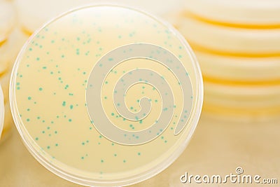 Blue Bacteriophage Plaques Stock Photo