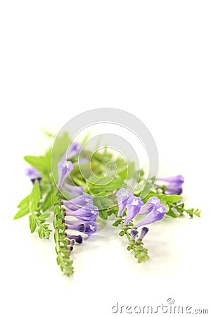 Blue Ban Zhi Lian Stock Photo