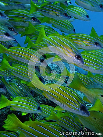 Blue banded Snappers Stock Photo