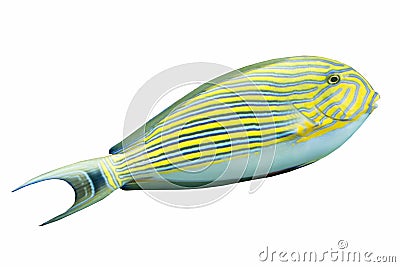 Blue Banded Surgeonfish Stock Photo