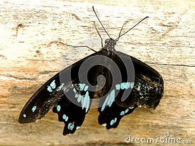 Blue-Banded Swallowtail Butterfly 1 Stock Photo