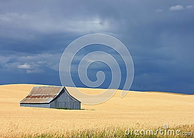 A Blue Barn in a Golden Field with a Blue Sky Stock Photo