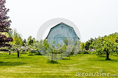 Blue Barn with Apple Orchard - Spring Stock Photo