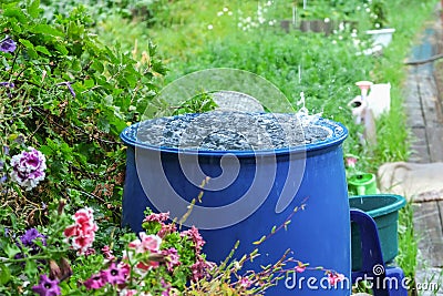 A blue barrel for collecting rainwater. Collecting rainwater in plastic container. Collecting rainwater for watering the Stock Photo