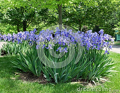 Blue Bearded Iris Garden Bed in Park Stock Photo