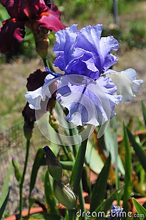 Iris Garden Series - Blue bearded spaceage iris Stock Photo