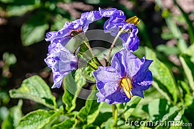 Blue beautiful flower of blooming potato in the garden Stock Photo