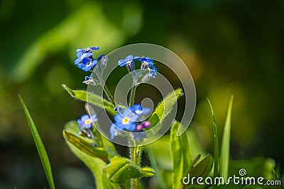 Blue beautiful, Spring forget me nots with bokeh lights, blurry background Stock Photo