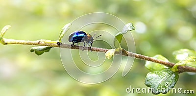 Blue beetle. Stock Photo