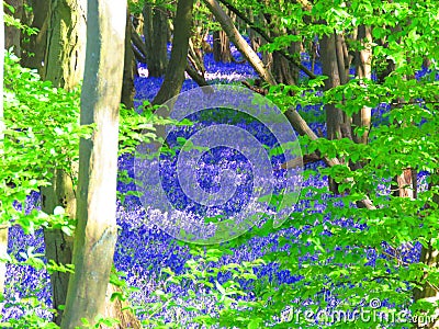 Blue bell bedeck the forest floor a beautiful springtime sight Stock Photo