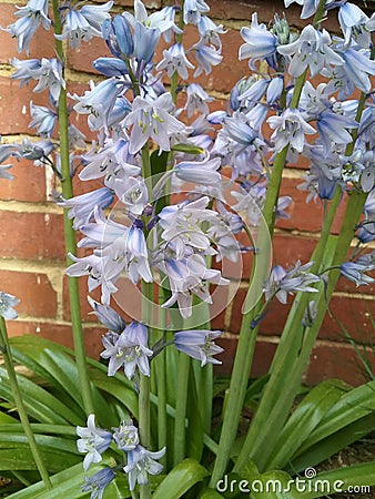 Blue Bell Flowers Stock Photo