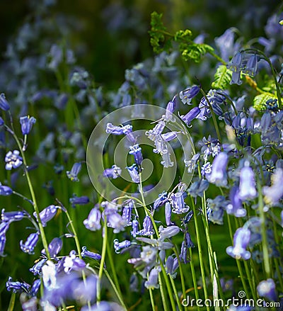 Blue Bell Flowers Stock Photo