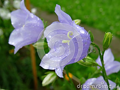 Blue bell lat. Campanula Persicifolia in raindrops Stock Photo