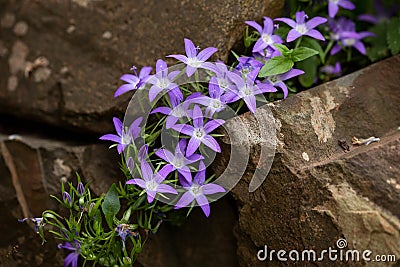 blue bellflowers Campanula poscharskyana flowers in summer rockery garden Stock Photo