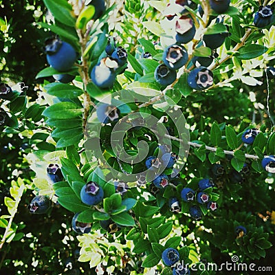 Blue berries in Italy, octobre 2018 Stock Photo