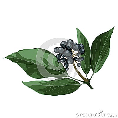 Blue berry realistic branch, hand drawing. Vector Illustration