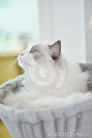 Blue bicolor ragdoll in a cradle Stock Photo