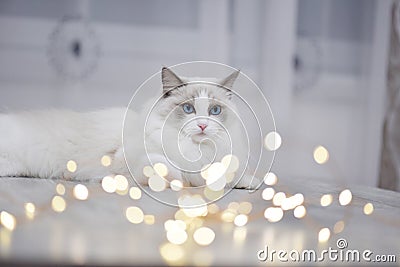 Blue bicolour ragdoll with lights in evening Stock Photo