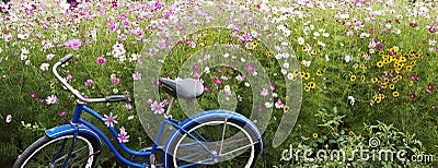 Blue Bicycle Pink Field Flowers Stock Photo