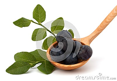 Blue bilberry or whortleberry Stock Photo